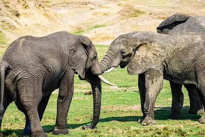 african elephants